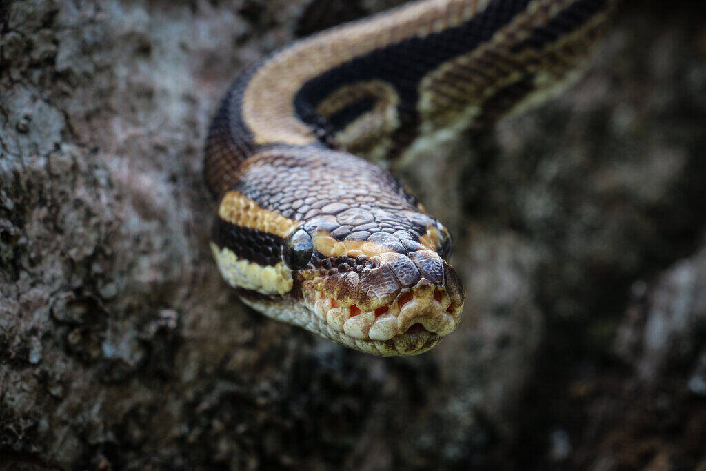 Python Discovered in Florida Measured to Be the Largest Ever Recorded